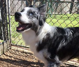 Dog Boarding Fruit Cove